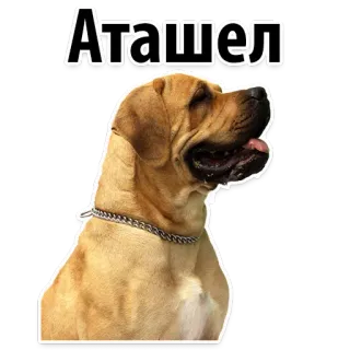 😡 bcda2b1a Аташел หมา, สัตว์เลี้ยง, สัตว์, ภาพเหมือน, สัตว์เลี้ยง telegram sticker
