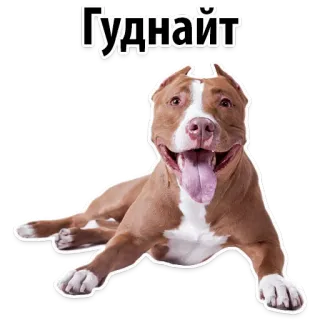 🌚 bd73cb81 Гудлайт หมา, พิทบูล, น่ารัก, สัตว์, สัตว์เลี้ยง, มีความสุข telegram sticker