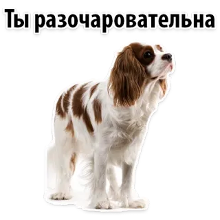 😳 c72d8b36 Ты разочаровательна หมา, สัตว์เลี้ยง, สัตว์, สแปเนียล, น่ารัก, สัตว์เลี้ยงในบ้าน telegram sticker