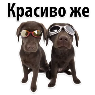 🌞 d04dfca6 Красиво же หมา, แว่นกันแดด, สัตว์, น่ารัก, ลาบราดอร์, ลูกหมา telegram sticker
