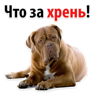 😒 d4dd3c00 Что за хрень! หมา, รัสเซีย, สัตว์, มีม telegram sticker