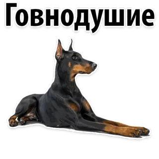 ☃️ dbac9e3e говндодушие หมา, โดเบอร์แมน, สัตว์เลี้ยง, สัตว์, รัสเซีย, ข้อความ, สติกเกอร์ telegram sticker
