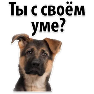 😱 f62cb2a8 Ты с своём уме? หมา, เยอรมันเชพเพิร์ด, คำถาม, สติกเกอร์, สีหน้า, ความสับสน telegram sticker