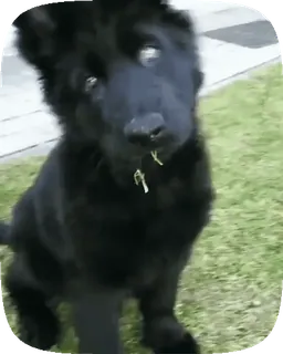 🐶 093577b2 anjing, hewan peliharaan, hewan, anak anjing, anjing hitam telegram sticker