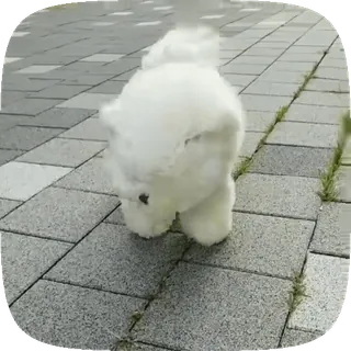 🐶 1933d79e anjing, putih, berbulu, imut, hewan, peliharaan telegram sticker