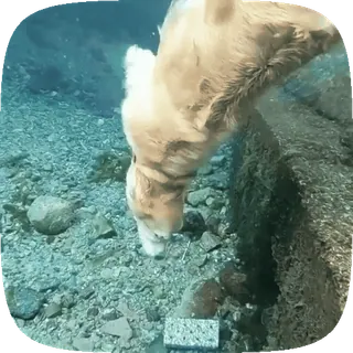 🐶 3c43a3b0 anjing, air, hewan, golden retriever, berenang, alam telegram sticker