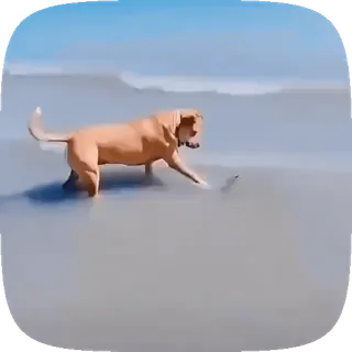 🐶 4646db08 anjing, air, pantai, bermain, luar ruangan, hewan telegram sticker
