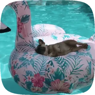 Dogs telegram stickers