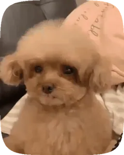 🐶 61c8812c anjing, pudel, hewan peliharaan, binatang, imut, cokelat, hewan piaraan telegram sticker