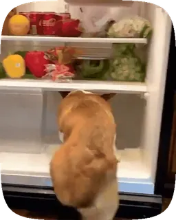 🐶 6a63b399 anjing, corgi, kulkas, makanan, hewan peliharaan, binatang telegram sticker