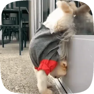 🐶 6ff1ed8a anjing, hewan, lucu, imut, binatang peliharaan telegram sticker