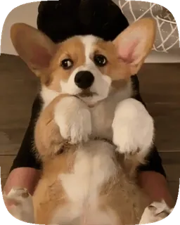 🐶 738b0166 corgi, anjing, anak anjing, lucu, hewan, hewan peliharaan telegram sticker