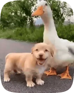 🐶 8430a78d bebek, anjing, anak anjing, persahabatan, binatang, lucu telegram sticker