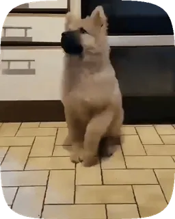 🐶 8c2db957 anjing, hewan peliharaan, anak anjing, imut, binatang telegram sticker