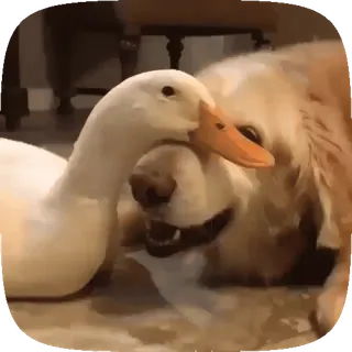 🐶 915877e9 anjing, bebek, hewan, persahabatan, imut, golden retriever, hewan peliharaan telegram sticker