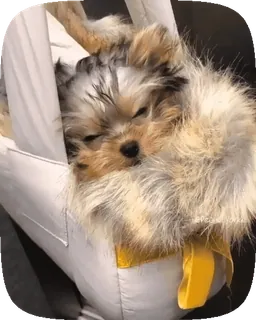 🐶 ce3c9e33 anak anjing, anjing, tidur, imut, hewan, peliharaan telegram sticker