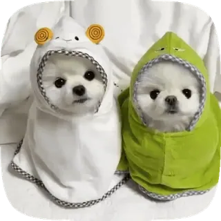 🐶 d2f7f5bb anjing, anak anjing, hewan, lucu, bertudung, kostum, hewan peliharaan, menggemaskan telegram sticker