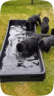 Dogs telegram stickers