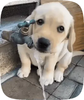 🐶 ee953b74 anak anjing, anjing, air, keran, imut, hewan, labrador telegram sticker