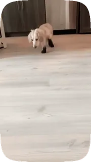 🐶 f4d95538 anjing, hewan, dachshund, peliharaan, dalam ruangan telegram sticker