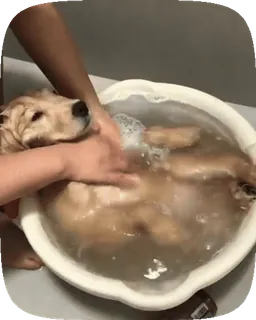 🐶 f6223b05 anjing, mandi, hewan peliharaan, perawatan, golden retriever, hewan, hewan peliharaan, imut telegram sticker