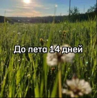 ☀️ 060e6858 До лета 14 дней verão, grama, campo, natureza, dente de leão, contagem regressiva whatsapp sticker