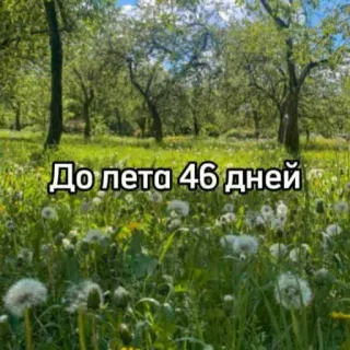 ☀️ 276a0208 До лета 46 дней verão, natureza, dentes-de-leão, contagem regressiva, flores, campo whatsapp sticker