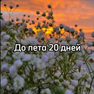 ☀️ 3d34b1ff До лета 20 дней flores, pôr do sol, verão, natureza, céu whatsapp sticker