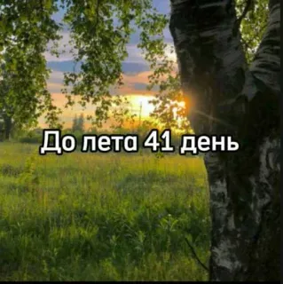 ☀️ 4b1b02e1 До лета 41 день verão, dias, natureza, árvores, campo whatsapp sticker