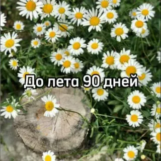 ☀️ 9aa2fdb1 До лета 90 дней margaridas, verão, flores, natureza, dias até o verão, contagem regressiva whatsapp sticker