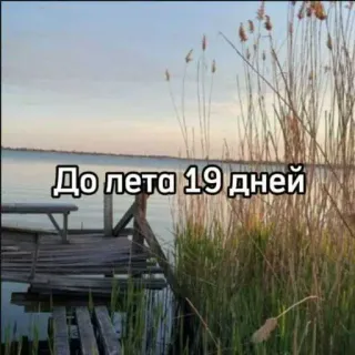 ☀️ 9f97928b До лета 19 дней verão, natureza, lago, juncos, contagem regressiva, férias, feriado whatsapp sticker