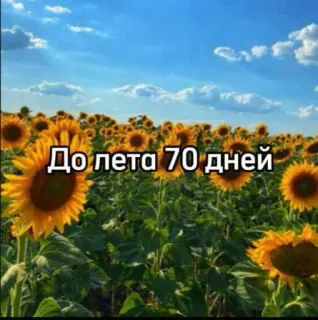 ☀️ a097fa6d До лета 70 дней girassóis, verão, dias, contagem regressiva, natureza, campo whatsapp sticker