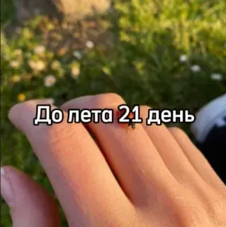 ☀️ b7cc0afd До лета 21 день verão, natureza, joaninha, contagem regressiva, dias whatsapp sticker