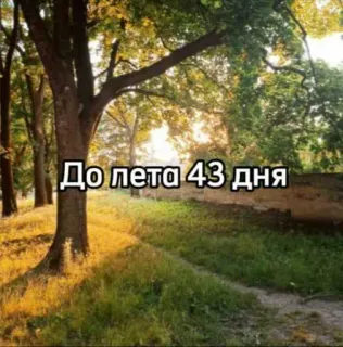 ☀️ c0492f53 До лета 43 дня verão, natureza, dias, contagem regressiva, férias whatsapp sticker