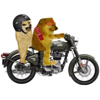 🙂 52e130a1 doge, cheems, meme, motorrad, hund, helm, fahren, lustig telegram sticker
