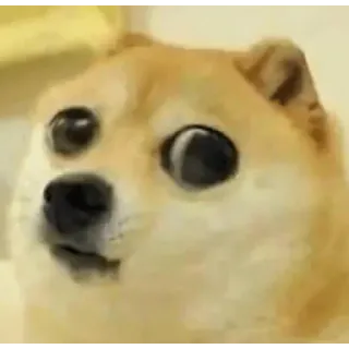 😶 6f70a80d Doge, Hund, Meme, Lustig, Shiba Inu, Tier, Haustier telegram sticker