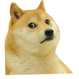 ☹️ 83c4f512 Doge doge, Hund, Meme, lustig, Tier, Internet Meme telegram sticker