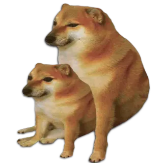 👪 1ab7ba7b doge, cheems, hund, meme telegram sticker