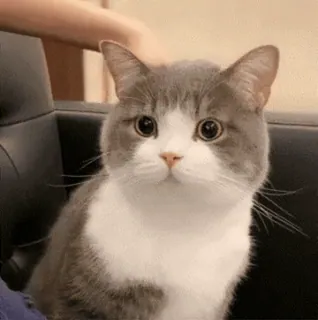 🏃‍♀️ 11b47eb5 kot, zwierzę domowe, zwierzę, domowy, słodki, koci telegram sticker