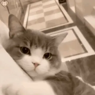 👩‍🦰 15d34aa2 kot, słodki, zwierzę domowe, zwierzę, domowy, koci telegram sticker