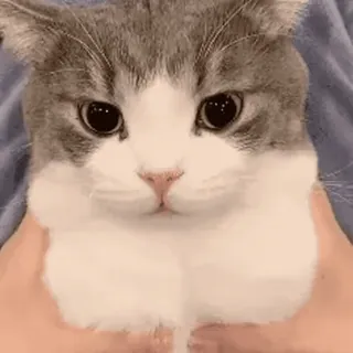 👿 16f459b7 kot, zwierzę, zwierzak, słodki, kot domowy telegram sticker