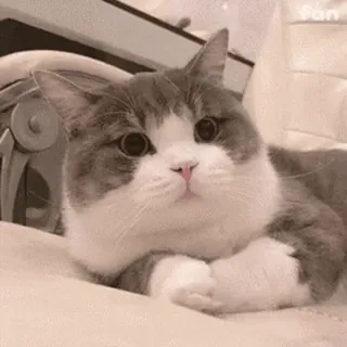 🚼 2f87bc7e kot, zwierzę, domowy, ssak, zwierzę domowe, koci telegram sticker