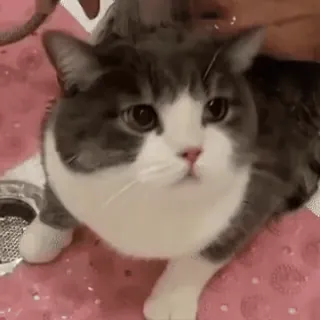 🛀 389a939b kot, zwierzę, kot domowy, zwierzę domowe, słodki, szary kot, biały kot telegram sticker