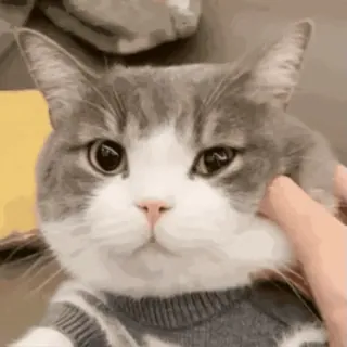 🤤 3de5f54b kot, słodki, zwierzę domowe, zwierzę, szary, biały, domowy, kociak telegram sticker