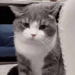 🤬 45b7399b kot, zwierzę domowe, zwierzę, słodki, kotowaty, kot domowy, szary kot telegram sticker