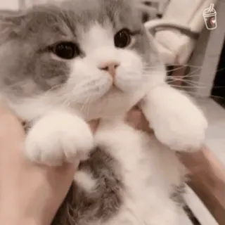 🤯 4a96875a kot, kociak, słodki, zwierzę domowe, zwierzę telegram sticker