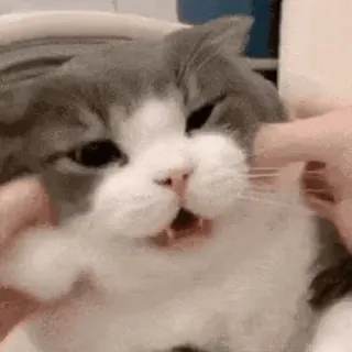 😱 4c77eb98 kot, zwierzę domowe, zwierzę domowe, zwierzę, ssak, kotowate telegram sticker