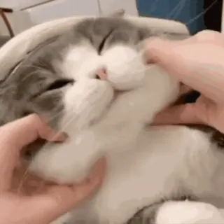 🐷 5dea4b1f kot, zwierzę domowe, słodki, zwierzę, zwierzę domowe, ssak telegram sticker