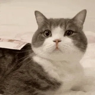 🖐 60f28a51 kot, zwierzę, zwierzę domowe, szary, biały, zwierzę domowe, ssak telegram sticker