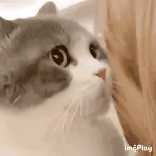 😨 63cd55fa kot, zwierzę, zwierzę domowe, słodki, ssak telegram sticker